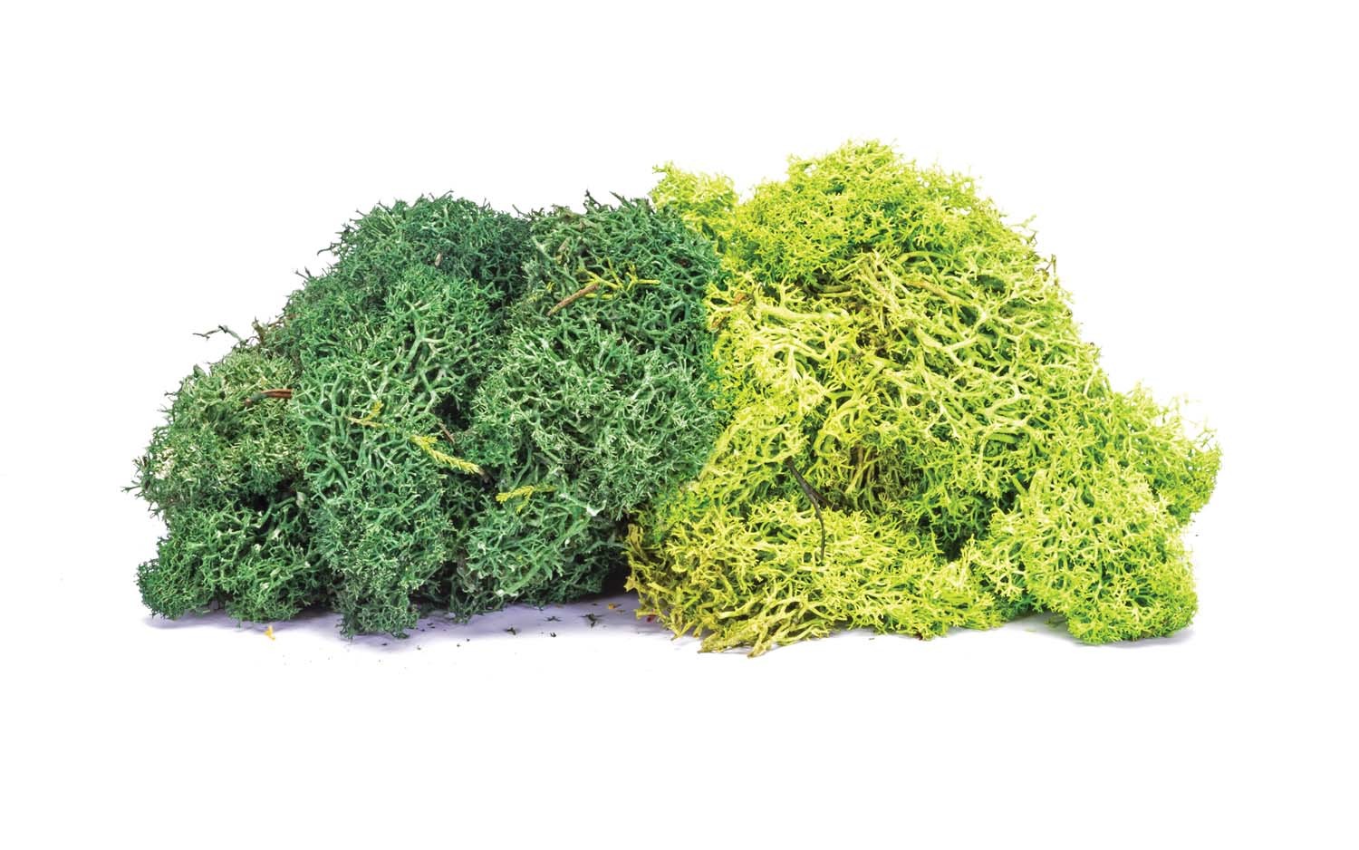 Lichen - Large Green Mix 